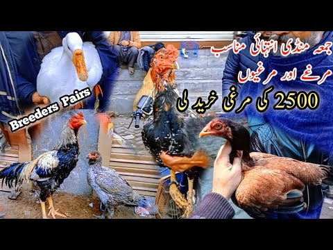 Alam Chowk Aseel Mandi Gujranwala | 2500 Ki Murgi Khreed Li Mandi Sa By ...