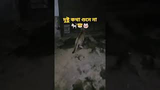 বিড়াল বাহিরে চলে গেলো Cat gone outside 😻🐯🐈 #cat #viral #shortsfeed #ytshort #animallover #shorts