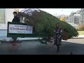The First Lady Participates in the White House Christmas Tree Delivery