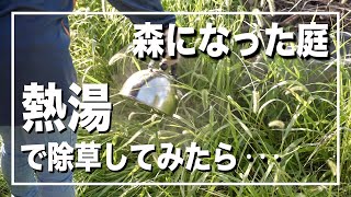 庭の雑草（森）との格闘の日々...熱湯で戦ってみた。