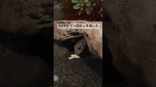 ゆっくり味わって食べるモトイカブトトカゲ