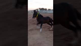 Horse enjoying Time || ghoray ki mastiyan ||🖤 #horse #arabic #enjoy #ytshort #runner #desi #pakistan