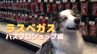 愛犬とラスベガス旅行～バスプロショップ編【Australian Shepherd】オーストラリアンシェパード