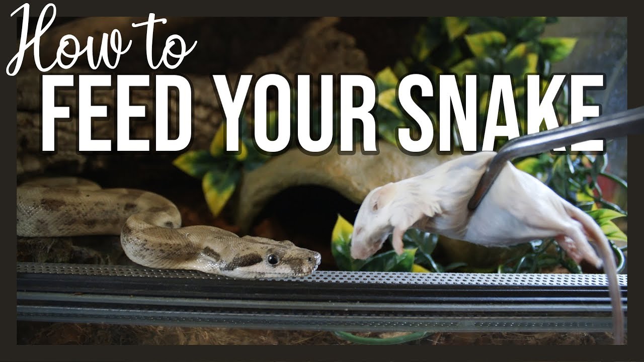 How To Feed Your Snake Youtube