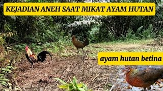 KEJADIAN ANEH SAAT MIKAT AYAM HUTAN‼️TIBA TIBA AYAM HUTAN TERBANG‼️