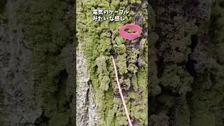 公園で変なモノを見つけたので見てください、その正体は？