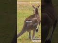 10 fun facts about kangaroo unknown facts about animals unknownfacts unknownanimals facts