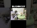 猫と犬が揉めて喧嘩してました...笑 shorts