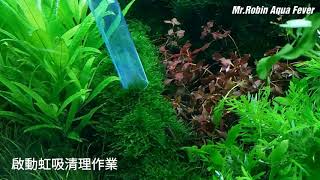 ［羅賓先生］沉木綁墨絲的清理方法 how to clean the dirt on the moss of drift wood