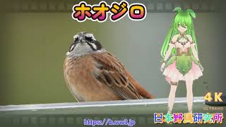 【日本野鳥研究所】美しいさえずりが魅力！ホオジロの特徴と生態を詳しく解説