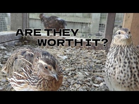 Do quails have lungs?