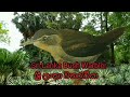 ඒකදේශික සතුන් endemic birds endemic sneak endemic fish animals of sri lanka animals