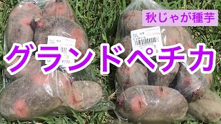 【グランドペチカ】秋じゃが栽培　　芽出し　デストロイヤー　グラウンドペチカ　赤紫じゃがいも中は黄色　倉敷市玉島の産直