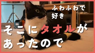 タオルを座布団にしたすぎる猫