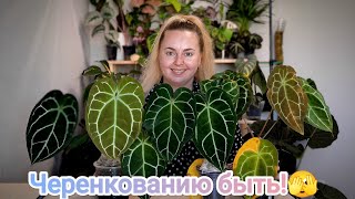 БЕЗЖАЛОСТНО РЕЖЕМ! Черенкую антуриумы (очень страшно 😱)/как нарастили корни во мху за 15 дней?