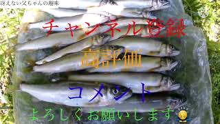 (鮎釣り)  涼しい渓流で…鮎釣り⁉️