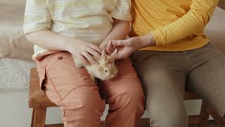 father and son are petting cute beige rabbit sitti 2023 12 28 19 12 43 utc