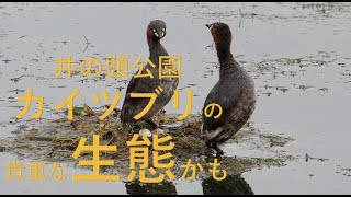 【井の頭公園・カイツブリの貴重な生態かも】20200721朝・閲覧注意