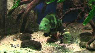 Astronotus sp  aff  'zebra' HIGH