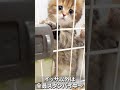 出してくれアピールが可愛いですね〜😍 マンチカン マンチカン子猫 子猫 ミヌエット shorts