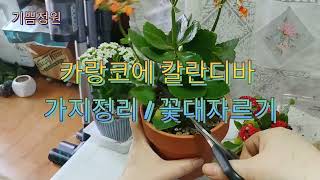 카랑코에 칼라디바 가지정리/ 꽃대자르기