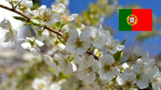 The Legend of the Almond Tree Blossoms in Portuguese with English subtitles