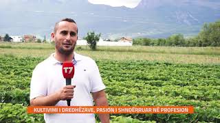 #gjesi: Kultivimi i dredhëzave, pasion i shndërruar në profesion | T7