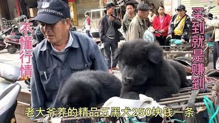 老大爷养的精品五黑犬，人老了不懂行情，直接开农民价250一条