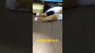 【これ何猫】いや、かわいいしかない三毛猫がこちらです。　#保護猫