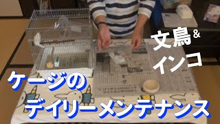 【セキセイインコと白文鳥】毎日のお掃除って大変？そんなことないです