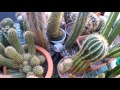 How to water Cacti & Succulent plants