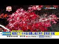 楓葉紅了 杉林溪.福壽山楓紅美炸 遊客搶