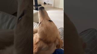 撫でるのをやめると、もっとやってと要求してくる愛犬 My dog ​​demanding more when I stop petting #ゴールデンレトリバー #goldenretriever