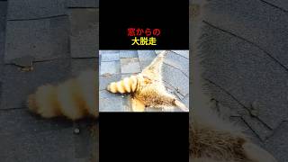 窓からの大脱走…クマ猫の恥ずかしシーン 😳🐱