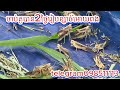 របៀបលាយខ្សាច់អោយកណ្ដូបពង