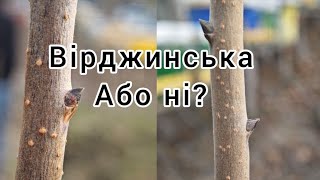 Вірджинська хурма чи кавказька?!