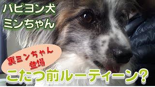 【Life with a dog 】こたつ前おばさんの膝の上に納まるまで　ちょっと裏ミンちゃん現るギャーッ　暖房はこたつのみ