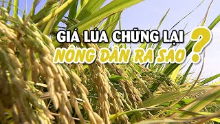 Giá lúa chững lại, nông dân vẫn có lời | MIỀN TÂY HÔM NAY – TRƯA 12/02/2025