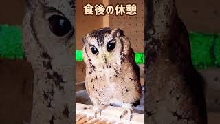 食後のミミズク😃