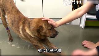 【萌宠故事秀】狗狗跟主人进山打猎，被猛兽袭击失踪，第二天回来令主人大惊失色