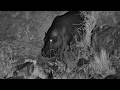 Hippos Walked Right Past the Leopard...