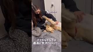 ママのなでなでに思わずとろけてしまうゴールデンレトリバー子犬　#shorts #ゴールデンレトリバー #ゴールデンレトリバー子犬 #ゴールデンレトリバーのいる生活 #goldenretriever