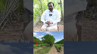 மரம் நட மண் தேர்வு செய்வது எப்படி?#shorts #farm #plants #soil #tree #treding #viralvideos #organic