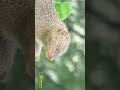 mongoose indian mongoose கீரிப்பிள்ளை village animals wildlife village life animals