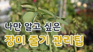 [치치의가드닝클래스] 장미 줄기 관리하기_How to manage the rose stem