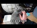 【猫動画】嫁帰宅で喜びを爆発させるロシアンブルー【russianblue】russian blue that explodes joy when the bride returns home