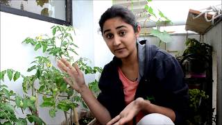 What to do if No fruits coming on Tomato plant // Garden Up