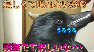 【甘えん坊カラス】カラスは眠いときに必ず頭を撫でて欲しくてやってくる🐦 犬や猫より遥かに甘えん坊😅(笑) 20171223、カラス