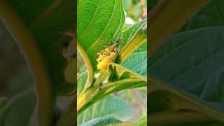 Guava trees are the host plants  for some insect pests such as tea mosquito bugs, white bugs #khmer