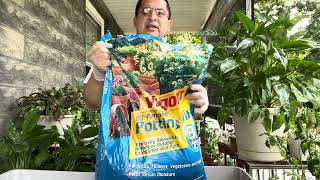 Cuidados generales de las Aglaonemas @jardinmagicodejoel5697